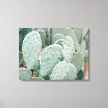 Kakteen des Botanischen Gartens