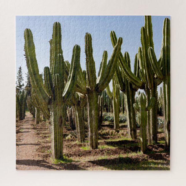 Kakteen Garten, tropische Wüstenlandschaft. (Vertikal)