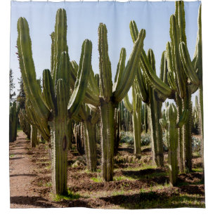 Kakteen Garten, tropische Wüstenlandschaft. Duschvorhang