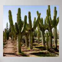 Kakteen Garten, tropische Wüstenlandschaft.