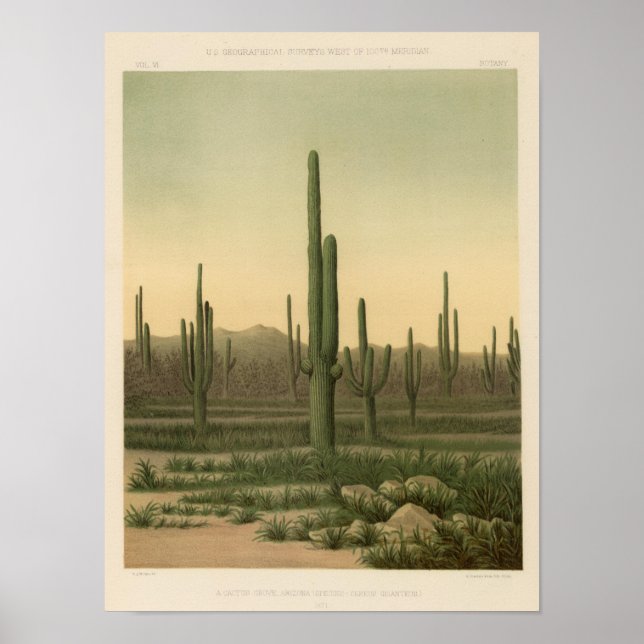 Kakteen Grove, Arizona Poster (Vorne)