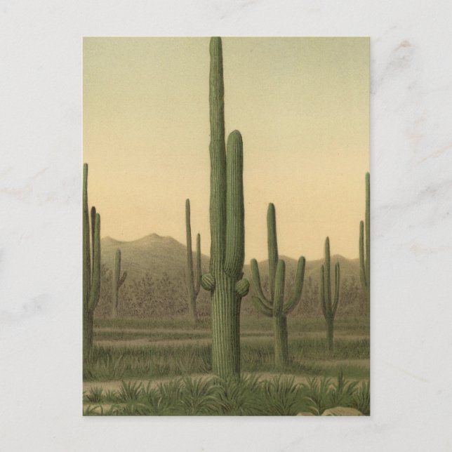 Kakteen Grove, Arizona Postkarte (Vorderseite)
