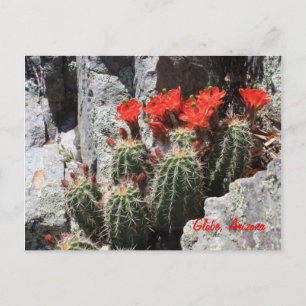 Kakteen im Felsen Postkarte