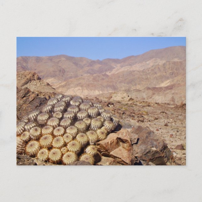 Kakteen in der Atacama-Wüste, Chile Postkarte (Vorderseite)