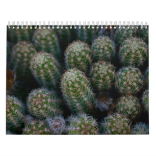 Kakteen Kalender