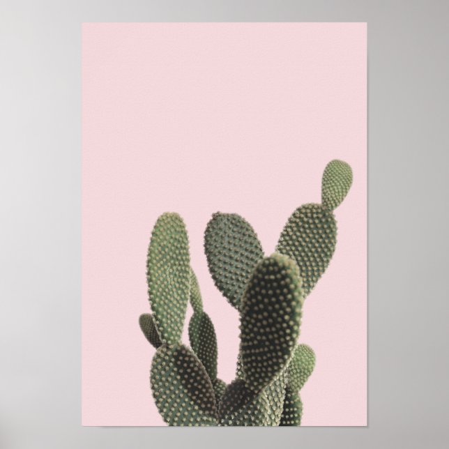 Kakteen pectus und Pink Poster (Vorne)
