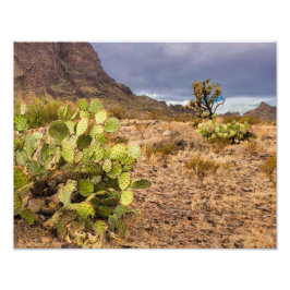 Kakteen pigi in den Wüstengebirgen Arizona Fotodruck