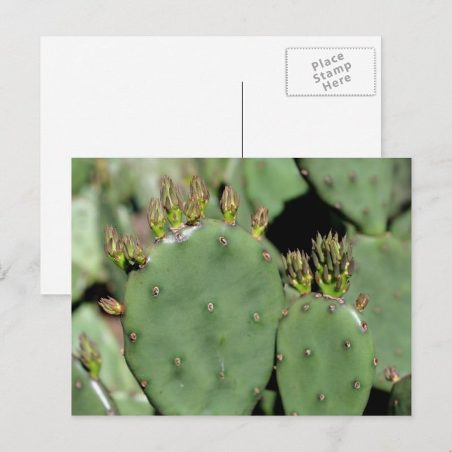 Kakteen-Prickly Postkarte (Vorne/Hinten)