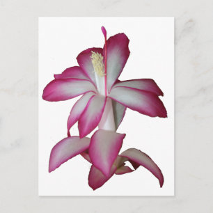 Kakteen, rosa-weiße Blume, sukkulente Blüte Postkarte