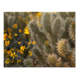 Kakteen und Wildblumen Fotodruck