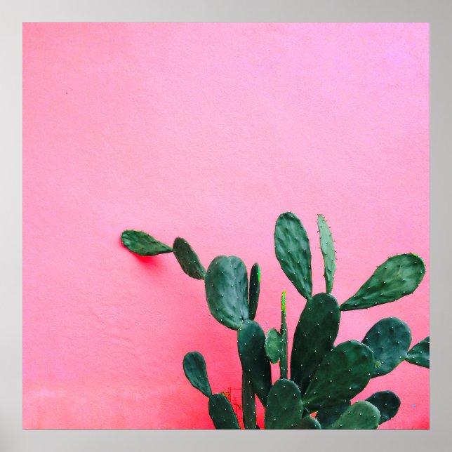 Kaktus auf rosa Hintergrund Poster (Vorne)