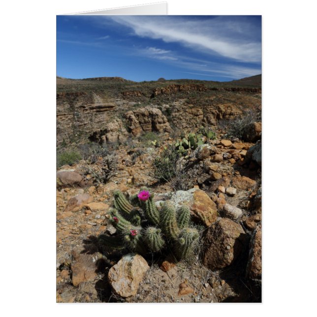 Kaktus blühen (Vorne)