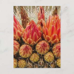Kaktus Blume 012j Postkarte