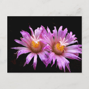 Kaktus-Blume auf Postkarte