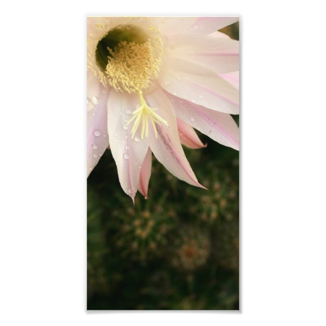 Kaktus-Blume Fotodruck (Vorne)