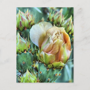 Kaktus-Blume Postkarte