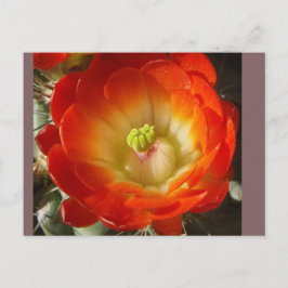 Kaktus-Blumen-Postkarte Postkarte