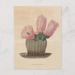 Kaktus-Botanische Illustration von 1841 Postkarte