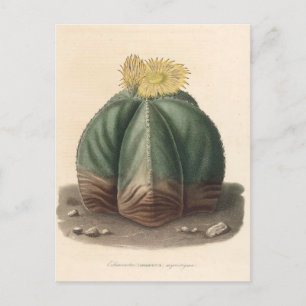 Kaktus-Botanische Illustration von 1841 Postkarte