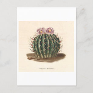 Kaktus-Botanische Illustration von 1841 Postkarte