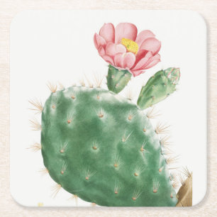 Kaktus Cochenillifer, antike Illustration, 1799  Rechteckiger Pappuntersetzer