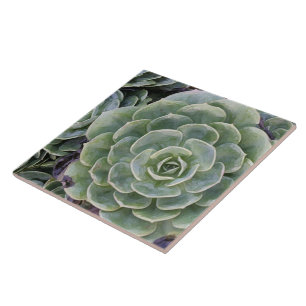 Kaktus-Garten Fliese