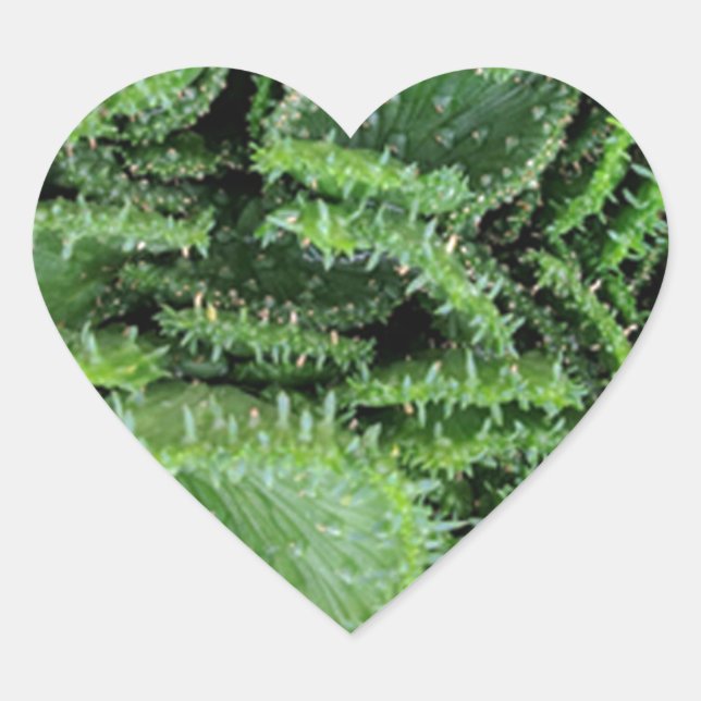 Kaktus Herz-Aufkleber (Vorderseite)