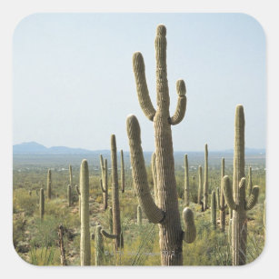 Kaktus im Saguaro-Nationalpark, Arizona 2 Quadratischer Aufkleber