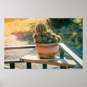 Kaktus im Sonnenlicht Poster