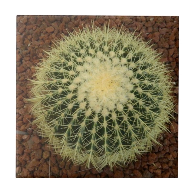 Kaktus-kleine (4,25" x 4,25") Keramik-Foto-Fliese Fliese (Vorderseite)