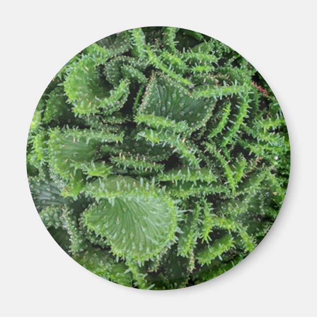 Kaktus Magnet (Vorne)