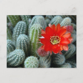 Kaktus mit Orange-Blume Postkarte