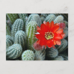 Kaktus mit Orange-Blume Postkarte