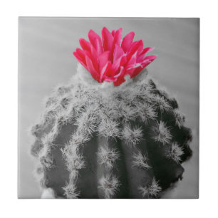 Kaktus Pflanze Schwarz-weißes Foto mit rosa Blume Fliese