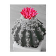 Kaktus Pflanze Schwarz-weißes Foto mit rosa Blume