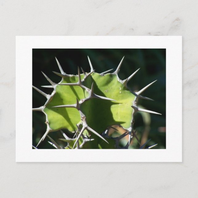 Kaktus Postkarte (Vorderseite)