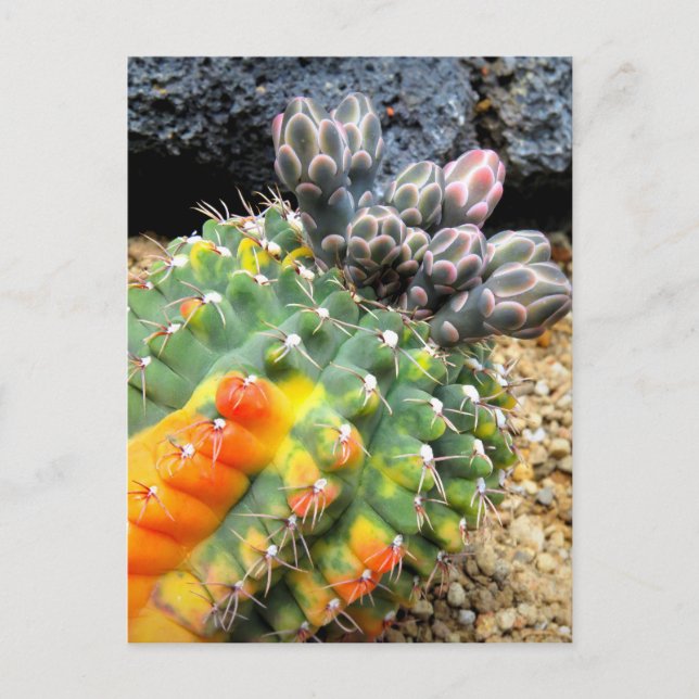 Kaktus:Postkarte Postkarte (Vorderseite)