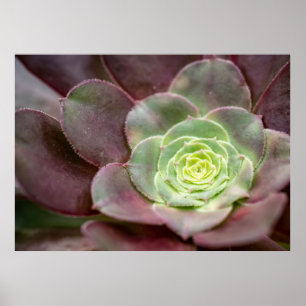 Kaktus Print   Eine Wüstenkaktus-Blume Poster
