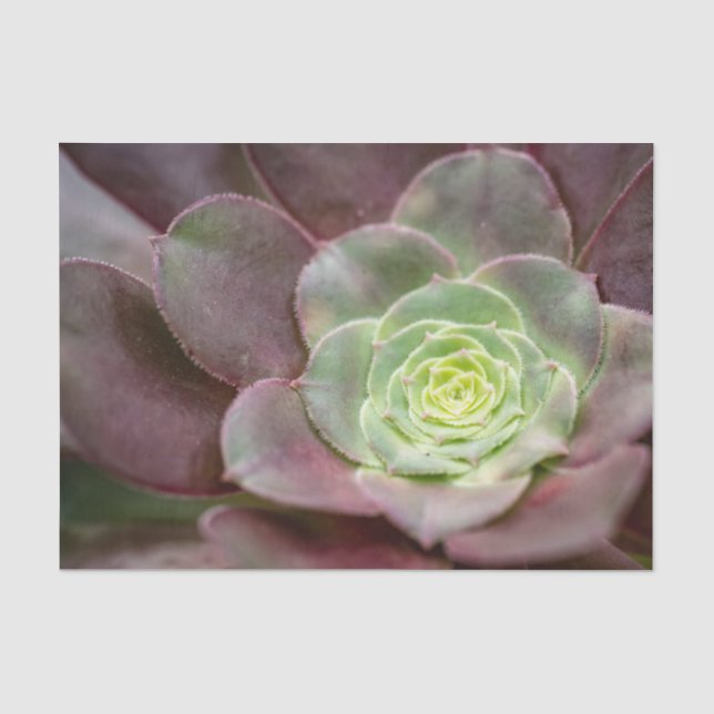 Kaktus Print | Eine Wüstenkaktus-Blume Seidenpapier (Vorderseite)