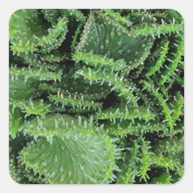 Kaktus Quadratischer Aufkleber (Vorderseite)