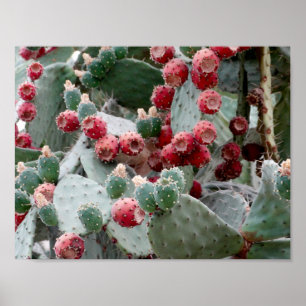Kaktus-rotes Frucht-Foto-Wert-Plakat-Papier Poster