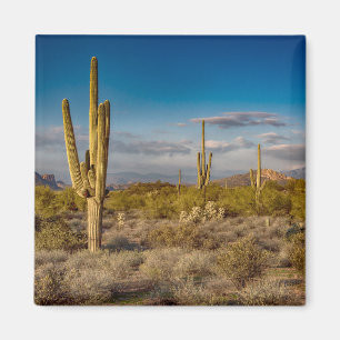 Kaktus-Sonnenuntergang in Arizona Magnet