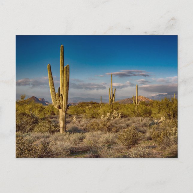 Kaktus-Sonnenuntergang in Arizona Postkarte (Vorderseite)