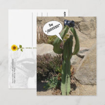 Kaktus Tourist, sagen Sie QUEEESO - Postkarte