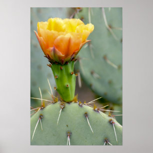 Kaktus und Blume der stacheligen Birne Poster