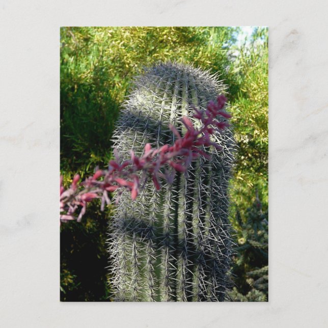 Kaktus und Blume Postkarte (Vorderseite)