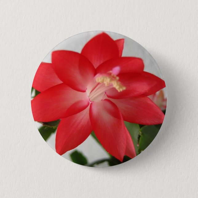 Kaktus, Weihnachtskaktus Button (Vorderseite)