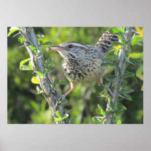 Kaktus-Zaunkönig auf Ocotillo-Plakat Poster