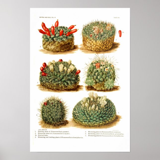 Kaktusart Poster (Vorne)