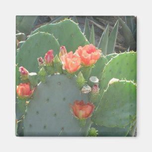 Kaktusfeige-Kaktus-Grün-Rot-Blüte Magnet